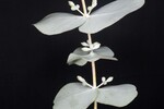 Eucalyptus cinerea (IMG_0264.jpg)