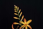 Crocosmia × crocosmiiflora (Lemoine) (IMG_0226.jpg)