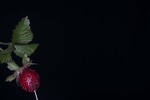 Fragaria vesca (IMG_0229.jpg)