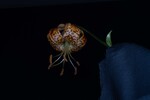 Lilium pardalinum (IMG_0148_1.jpg)