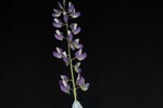Lupinus polyphyllus (IMG_0140.jpg)