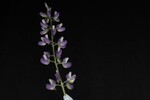 Lupinus polyphyllus (IMG_0146.jpg)