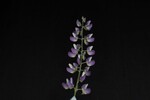 Lupinus polyphyllus (IMG_0169.jpg)
