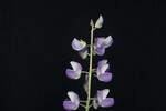 Lupinus polyphyllus (IMG_0176.jpg)