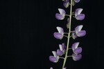 Lupinus polyphyllus (IMG_0228.jpg)