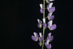 Lupinus polyphyllus (IMG_0238.jpg)