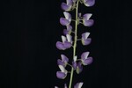 Lupinus polyphyllus (IMG_0273.jpg)