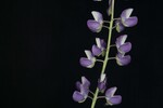 Lupinus polyphyllus (IMG_0279.jpg)