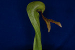 Darlingtonia californica (IMG_0006.tif)
