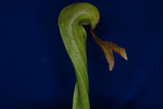 Darlingtonia californica (IMG_0007.tif)