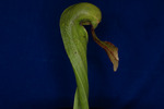 Darlingtonia californica (IMG_0008.tif)
