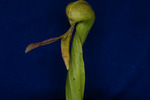 Darlingtonia californica (IMG_0019.tif)
