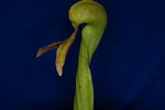 Darlingtonia californica (IMG_0021.tif)