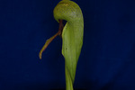 Darlingtonia californica (IMG_0027.tif)