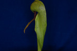 Darlingtonia californica (IMG_0028.tif)