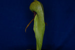 Darlingtonia californica (IMG_0029.tif)