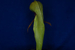 Darlingtonia californica (IMG_0030.tif)