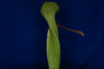 Darlingtonia californica (IMG_0033.tif)