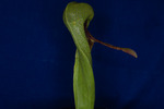 Darlingtonia californica (IMG_0034.tif)