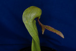 Darlingtonia californica (IMG_0037.tif)