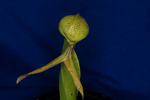 Darlingtonia californica (IMG_0049.tif)