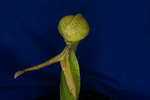 Darlingtonia californica (IMG_0050.tif)