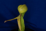 Darlingtonia californica (IMG_0051.tif)