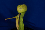 Darlingtonia californica (IMG_0052.tif)