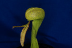 Darlingtonia californica (IMG_0054.tif)