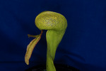 Darlingtonia californica (IMG_0056.tif)