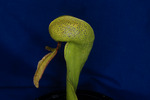 Darlingtonia californica (IMG_0057.tif)