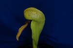 Darlingtonia californica (IMG_0058.tif)