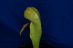 Darlingtonia californica (IMG_0061.tif)