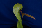 Darlingtonia californica (IMG_0068.tif)