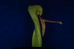 Darlingtonia californica (IMG_0069.tif)