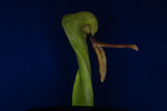 Darlingtonia californica (IMG_0070.tif)