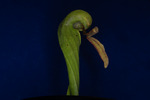 Darlingtonia californica (IMG_0074.tif)