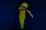 Darlingtonia californica (IMG_0077.tif)