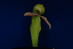 Darlingtonia californica (IMG_0078.tif)