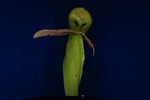 Darlingtonia californica (IMG_0080.tif)