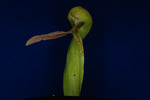 Darlingtonia californica (IMG_0082.tif)