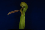 Darlingtonia californica (IMG_0083.tif)