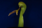 Darlingtonia californica (IMG_0085.tif)