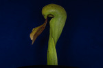 Darlingtonia californica (IMG_0088.tif)