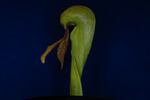 Darlingtonia californica (IMG_0090.tif)