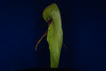 Darlingtonia californica (IMG_0094.tif)