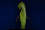 Darlingtonia californica (IMG_0095.tif)