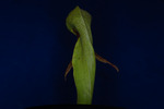 Darlingtonia californica (IMG_0096.tif)