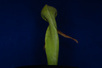 Darlingtonia californica (IMG_0097.tif)