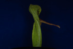 Darlingtonia californica (IMG_0099.tif)